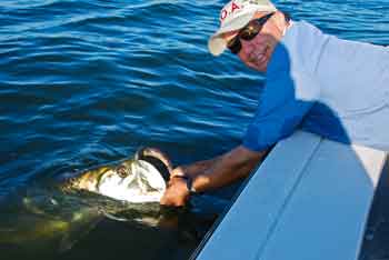 new smyrna beach tarpon